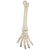BRAS DE SQUELETTE 46 CM