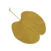 20 FEUILLES DE BÉGONIA MOUTARDE