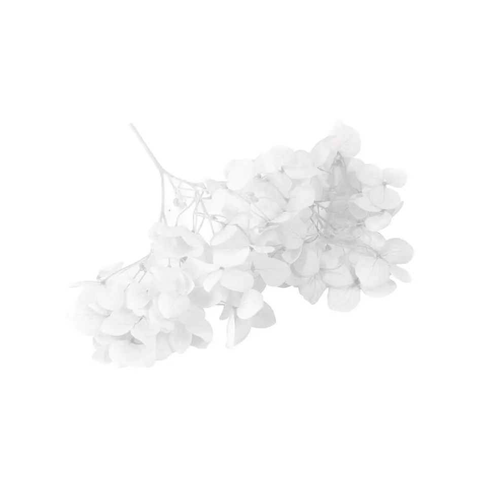 TIGE FLEURS SÉCHÉES 2G 10X5CM BLANC