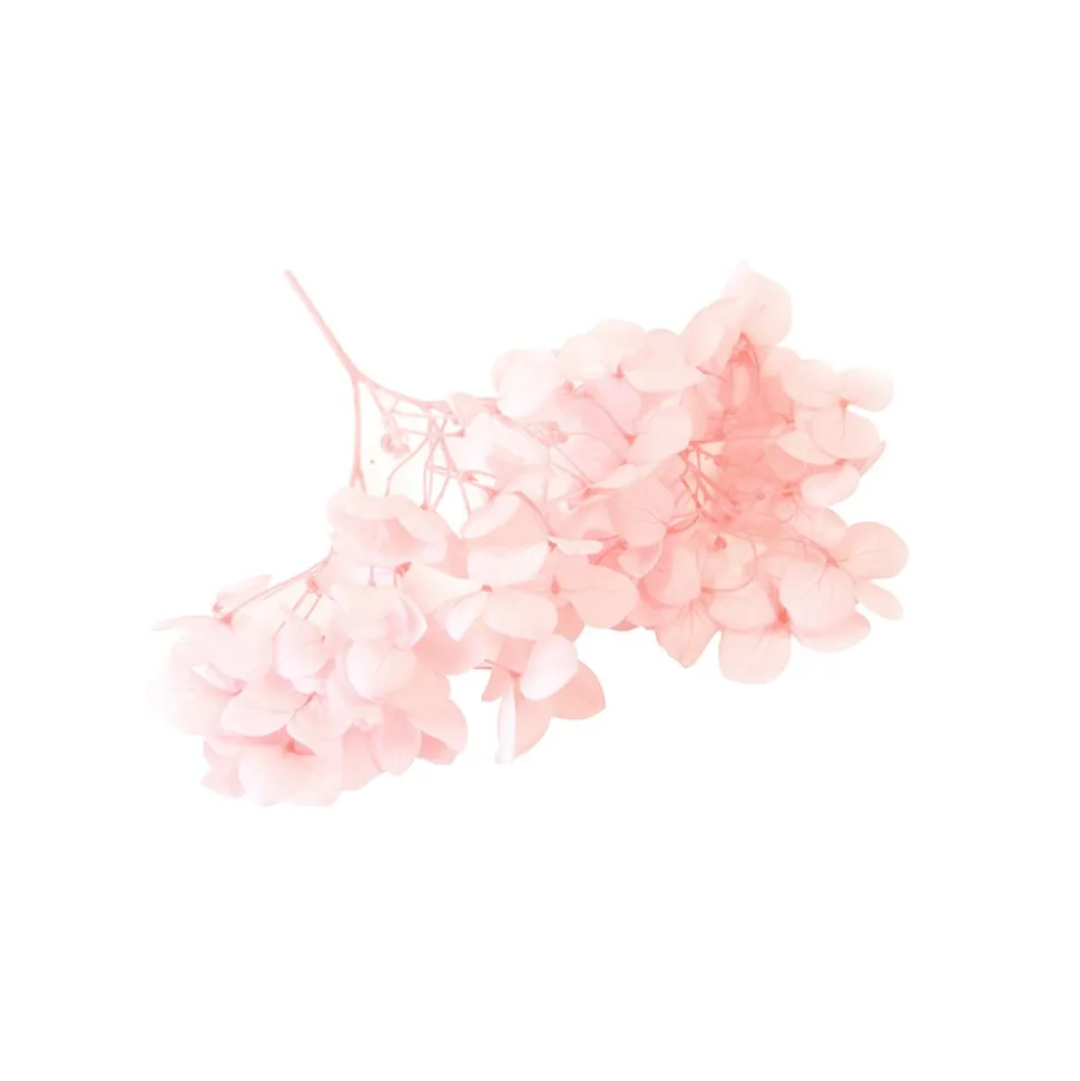 TIGE FLEURS SÉCHÉES 2G 10X5CM ROSE