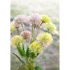 TIGE PIGAMON DES RIVES ARTIFICIEL 62CM ROSE